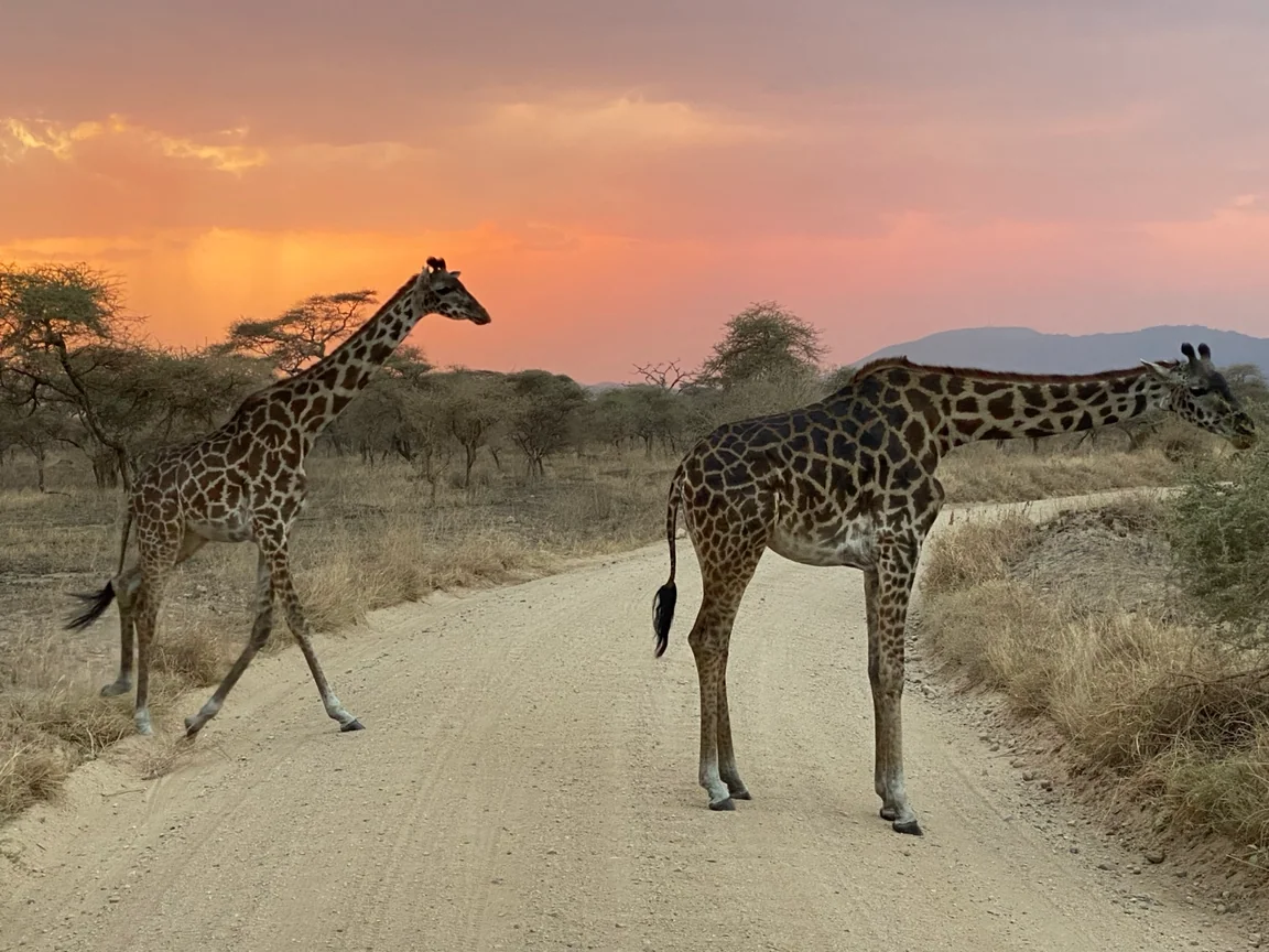 Two giraffes crossing a sandy track beneath a warm evening sky.