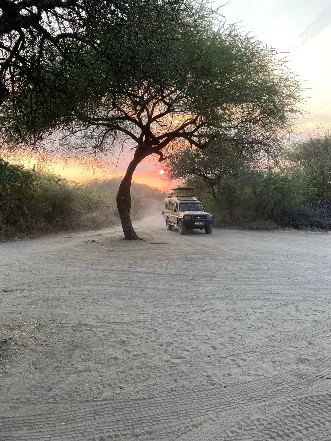 A safari vehicle on a sandy track beneath a tree at sunset.