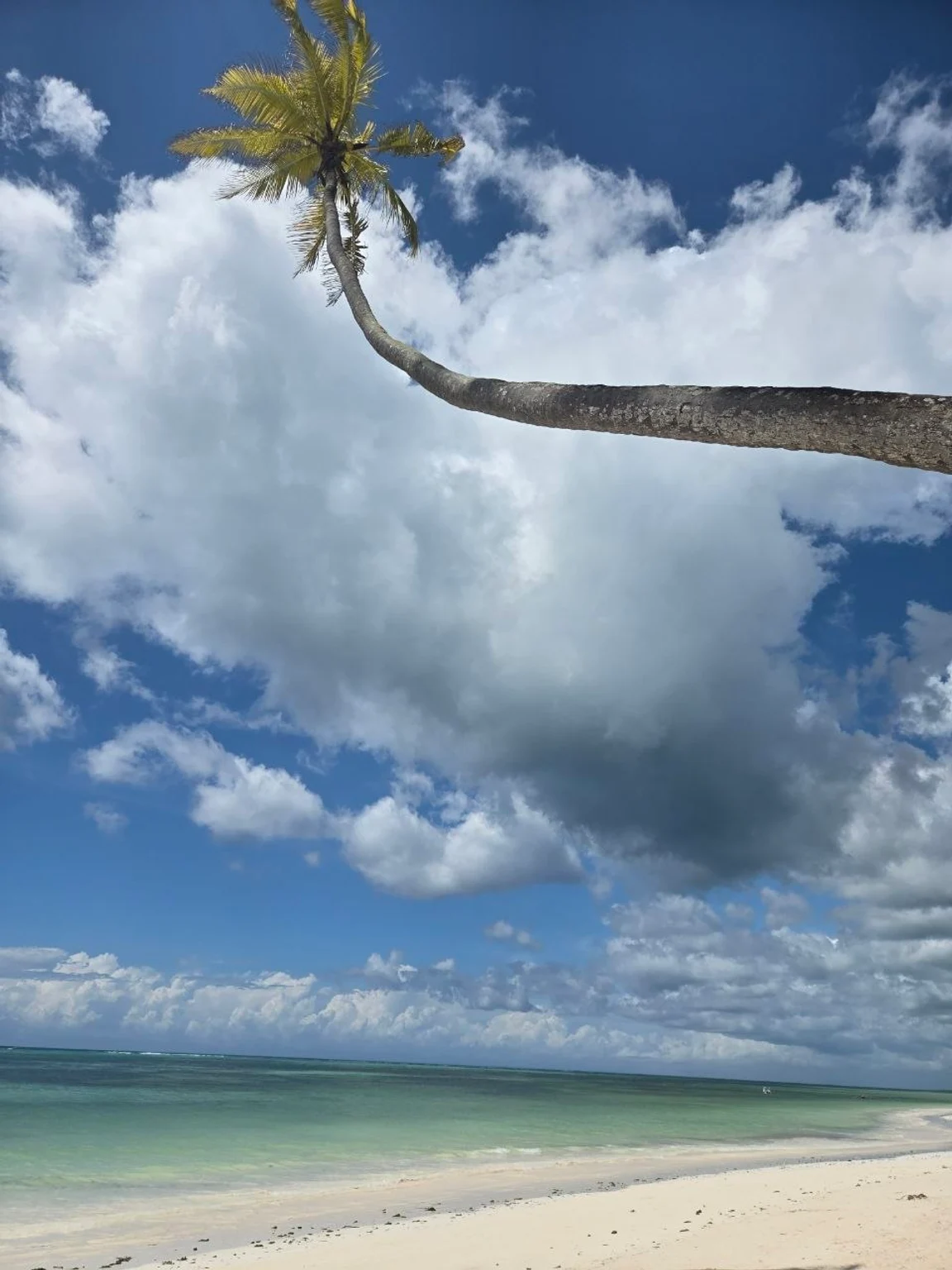 Palm tree, beach and sea on Zanzibar.